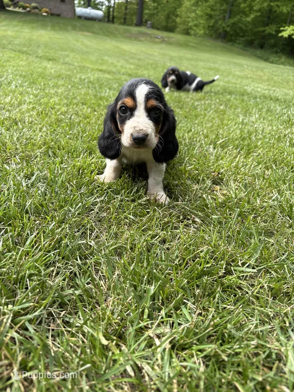Puppy 5, a male Basset Hound for sale in Effingham, IL – 1 of 7