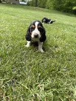 Puppy 5, a male Basset Hound for sale in Effingham, IL – 1 of 7