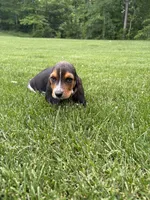 Puppy 2, a male Basset Hound for sale in Effingham, IL – 2 of 7
