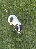 Female 1, a female Basset Hound for sale in Effingham, IL – 3 of 7
