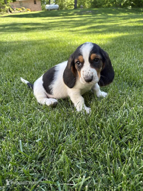 Female 1, a female Basset Hound for sale in Effingham, IL – 1 of 7