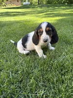 Female 1, a female Basset Hound for sale in Effingham, IL – 1 of 7