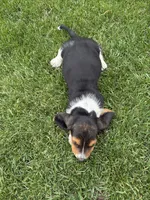 Puppy 2, a male Basset Hound for sale in Effingham, IL – 7 of 7