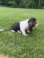 Puppy 1, a male Basset Hound for sale in Effingham, IL – 4 of 7