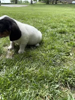 Puppy 1, a female Basset Hound for sale in Effingham, IL – 2 of 4
