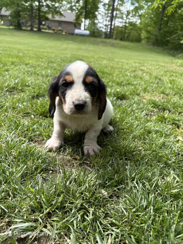 Puppy 1 – Basset Hound puppy for sale in Effingham, IL