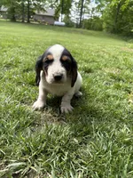 Puppy 1, a female Basset Hound for sale in Effingham, IL – 1 of 4