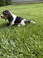 Puppy 2, a female Basset Hound for sale in Effingham, IL – 3 of 3