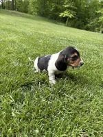 Puppy 2, a female Basset Hound for sale in Effingham, IL – 2 of 3