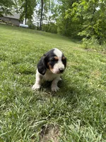 Puppy 1, a female Basset Hound for sale in Effingham, IL – 4 of 4