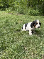 Puppy 1, a female Basset Hound for sale in Effingham, IL – 3 of 4