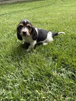 Puppy 2, a female Basset Hound for sale in Effingham, IL – 1 of 3