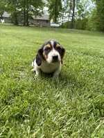 Puppy 6, a male Basset Hound for sale in Effingham, IL – 3 of 8