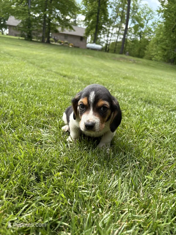 Puppy 6 – Basset Hound puppy for sale in Effingham, IL