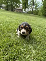 Puppy 6, a male Basset Hound for sale in Effingham, IL – 1 of 8