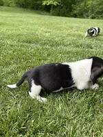 Puppy 6, a male Basset Hound for sale in Effingham, IL – 4 of 8