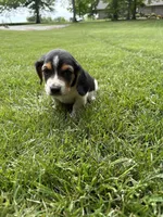 Puppy 6, a male Basset Hound for sale in Effingham, IL – 5 of 8