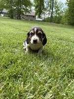 Puppy 6, a male Basset Hound for sale in Effingham, IL – 2 of 8