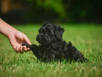 Lilly F1B , a female Miniature Bernedoodle for sale in Millersburg, OH – 4 of 5
