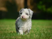 Remi F1B , a female Miniature Bernedoodle for sale in Millersburg, OH – 2 of 5