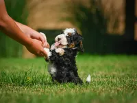 Ace F1B , a male Miniature Bernedoodle for sale in Millersburg, OH – 4 of 6