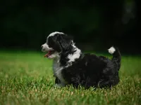 Sally F1B , a female Miniature Bernedoodle for sale in Millersburg, OH – 6 of 6