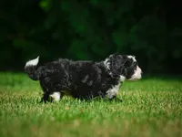 Gunner F1B , a male Miniature Bernedoodle for sale in Millersburg, OH – 5 of 5
