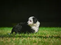 Mia F1B , a female Miniature Bernedoodle for sale in Millersburg, OH – 5 of 5