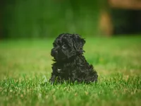 Lilly F1B , a female Miniature Bernedoodle for sale in Millersburg, OH – 2 of 5