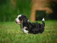Ace F1B , a male Miniature Bernedoodle for sale in Millersburg, OH – 3 of 6