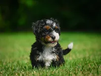 Bella F1B , a female Miniature Bernedoodle for sale in Millersburg, OH – 2 of 5