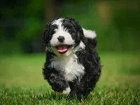 Gunner F1B , a male Miniature Bernedoodle for sale in Millersburg, OH – 2 of 5