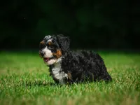 Bella F1B , a female Miniature Bernedoodle for sale in Millersburg, OH – 3 of 5