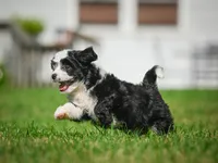 Sally F1B , a female Miniature Bernedoodle for sale in Millersburg, OH – 2 of 6