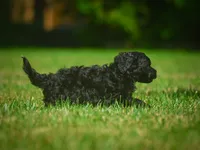 Lilly F1B , a female Miniature Bernedoodle for sale in Millersburg, OH – 3 of 5
