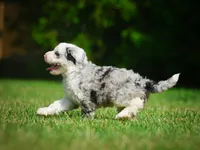 Remi F1B , a female Miniature Bernedoodle for sale in Millersburg, OH – 4 of 5