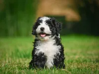 Gunner F1B , a male Miniature Bernedoodle for sale in Millersburg, OH – 3 of 5