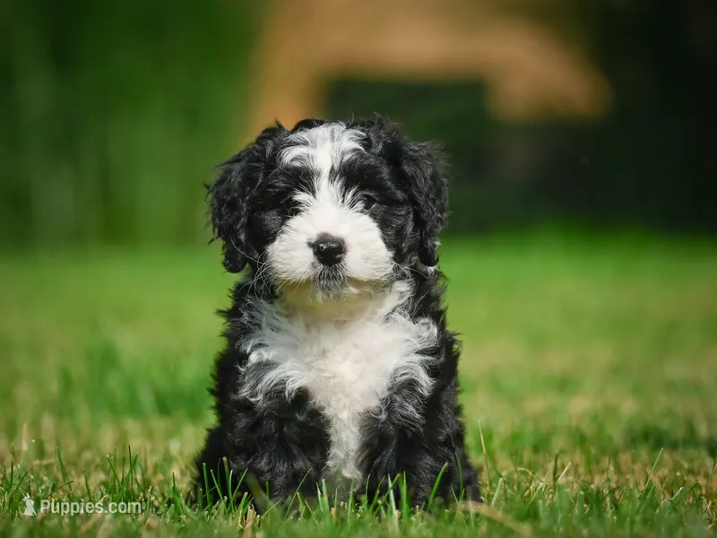 Gunner F1B  – Miniature Bernedoodle puppy for sale in Millersburg, OH