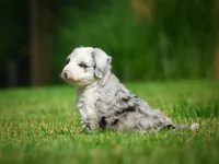 Remi F1B , a female Miniature Bernedoodle for sale in Millersburg, OH – 5 of 5