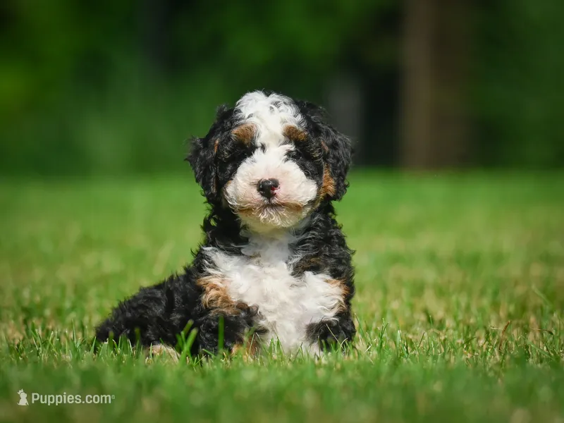 Ace F1B  – Miniature Bernedoodle puppy for sale in Millersburg, OH