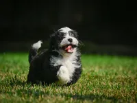Sally F1B , a female Miniature Bernedoodle for sale in Millersburg, OH – 5 of 6
