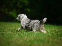 Remi F1B , a female Miniature Bernedoodle for sale in Millersburg, OH – 3 of 5
