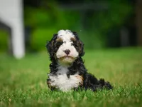Ace F1B , a male Miniature Bernedoodle for sale in Millersburg, OH – 5 of 6