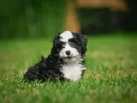 Sally F1B , a female Miniature Bernedoodle for sale in Millersburg, OH – 4 of 6