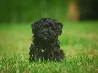 Lilly F1B , a female Miniature Bernedoodle for sale in Millersburg, OH – 1 of 5