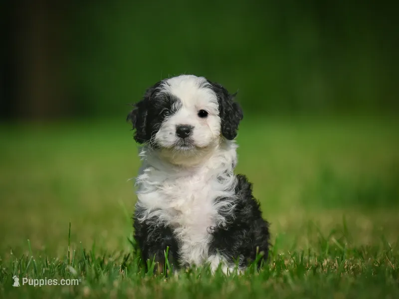 Mia F1B  – Miniature Bernedoodle puppy for sale in Millersburg, OH