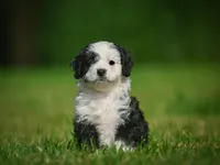 Mia F1B , a female Miniature Bernedoodle for sale in Millersburg, OH – 1 of 5