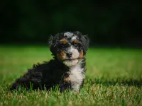 Bella F1B , a female Miniature Bernedoodle for sale in Millersburg, OH – 4 of 5