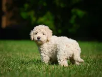 Oscar F1B , a male Miniature Bernedoodle for sale in Millersburg, OH – 5 of 5