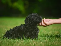 Lilly F1B , a female Miniature Bernedoodle for sale in Millersburg, OH – 5 of 5